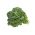 کلم "هالهوهر - 300 دانه - Brassica oleracea L. var. sabellica L.