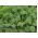 Kale "Halbhoher gr - 300 biji - Brassica oleracea L. var. sabellica L.