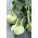 Alabaş, Alman şalgam "Beyaz Viyana" - 260 tohum - Brassica oleracea var. Gongylodes L. - tohumlar