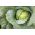 Vitkål -"First harvest"- 240 frön - Brassica oleracea convar. capitata var. alba