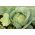 الملفوف الأبيض "الحصاد الأول" - 240 البذور - Brassica oleracea convar. capitata var. alba - ابذرة