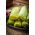 Savion varză "Vertus 2" - 640 semințe - Brassica oleracea var. sabauda 