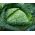 Савойська капуста "Вертус 2" - 640 насінин - Brassica oleracea var. sabauda  - насіння