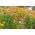黄金の永遠の、ストロベリー - バラエティーミックス -  1250種子 - Xerochrysum bracteatum - シーズ