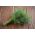 Vrtni koper "Superducat" - 2800 semen - Anethum graveolens L. - semena