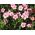 Semillas de lino brillante Scarlet Flax - Linum grandiflorum - 300 semillas