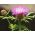 زهر الذرة الفارسي ، بذور النابويد - Centaurea dealbata - 60 بذرة - ابذرة