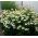 Seme belega laboda vijoličnega medveja - Echinacea purpurea Beli labod - 36 semen - semena