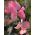 ピンクのスイートピーの種 -  Lathyrus odoratus  -  36種 - シーズ
