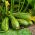 Zucchini Nimba semená - Cucurbita pepo - 12 semien