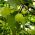 אהבה בנשיפה, בלון זרעי צמחים - Cardiospermum halicacabum - 14 זרעים