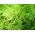 Lace Fern, Klimplanten van asperges - Asparagus plumosus nanus - 13 zaden - Asparagus plumosus.