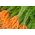 Mrkev "Berlikumer 2 - Perfection" - neskorá odroda - 4000 semien - Daucus carota - semená