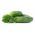 Cucumber "Odys F1" - for pickles - 110 seeds