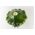 Groene pattypanpompoen "Gagat" - 30 zaden - Cucurbita pepo