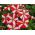 Petunia - röd - vit - 80 frön - Petunia x hybrida
