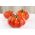 Tomate 'Brutus' - riesengroße, bis 2 kg wiegende Früchte