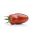 Tomato 'Des Andes' - fleischige Sorte des neuen Ochsenhorn-Typus