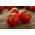 Uzun boylu domates "Adam F1" - 64 tohum - Lycopersicon esculentum Mill  - tohumlar