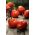 طويل القامة الطماطم "الأحمر الكمثرى" - 120 البذور - Lycopersicon esculentum Mill  - ابذرة
