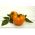 Tomat - 'Golden Ozarowski' - 80 frön - Lycopersicon esculentum Mill