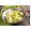 韭菜“卡兰坦3” - 晚，冬季品种 -  160粒种子 - Allium ampeloprasum L. - 種子