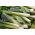 부추 "Carentan 3"- 늦은 겨울 다양성 - 160 종자 - Allium ampeloprasum L. - 씨앗