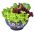 Izbor sorte salate - 450 sjemenki - Lectuca sativa  - sjemenke