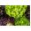 レタスの品種選択 -  450種子 - Lectuca sativa  - シーズ