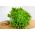 Зелена салата "Регина Деи Гхиацци" 4 - 475 семена - Lactuca sativa L. 