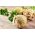 Celeriac, cần tây "Talar" - 900 hạt - Apium graveolens