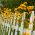 Falsk solros, sommarsolfrön - Heliopsis scabra - 125 frön