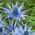 Modré eryngo, ploché more holly - 165 semien - Eryngium planum - semená