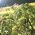 Kvanne - 90 frön - Angelica archangelica