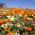 Glandular Cape marigold, Namaqualand daisy, Orange Namaqualand daisy, Dimorphoteca sinuata syn. Dimorphoteca aurantiaca - 450 biji - Dimorphotheca aurantiaca