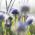 Globe Daisy magok - Globularia punctata - 400 mag