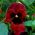 Banci taman bunga besar - merah dengan titik hitam - 400 biji - Viola x wittrockiana 
