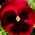 Banci taman bunga besar - merah dengan titik hitam - 400 biji - Viola x wittrockiana 
