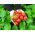 Fragola da giardino - Tresca - 20 semi - Fragaria ×ananassa