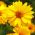 آفتابگردان دروغین، دانه های تابستانه خورشید - Heliopsis scabra - 125 دانه
