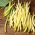 Dwarf French Bean Gold Saxa seeds - Phaseolus vulgaris - 160 seeds