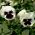 Hạt Pansy Silverbride - Viola x wittrockiana - 400 hạt