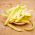 Kerdil, kacang Prancis kuning "Galopka" - 100 biji - Phaseolus vulgaris L.
