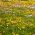 Glandular Cape marigold, Namaqualand daisy, Orange Namaqualand daisy, Dimorphoteca sinuata  syn. Dimorphoteca aurantiaca - 450 seeds