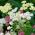 Spoločný rebrík - odrodový mix - 1860 semien - Achillea millefolium - semená