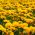 آفتابگردان دروغین، دانه های تابستانه خورشید - Heliopsis scabra - 125 دانه