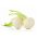 Turnip Sněhová koule - Brassica rapa - 2500 semen - Brassica rapa subsp. Rapa - semena