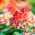 Сјеме шалета - Салвиа спленденс - 56 сјеменки - Salvia splendens - семе