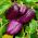 Pimiento - Oda - dulce - 80 semillas - Capsicum L.