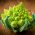 Cauliflower Trevi seeds - Brassica oleracea - 270 seeds
